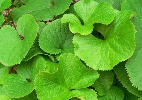 곰취