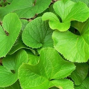 곰취